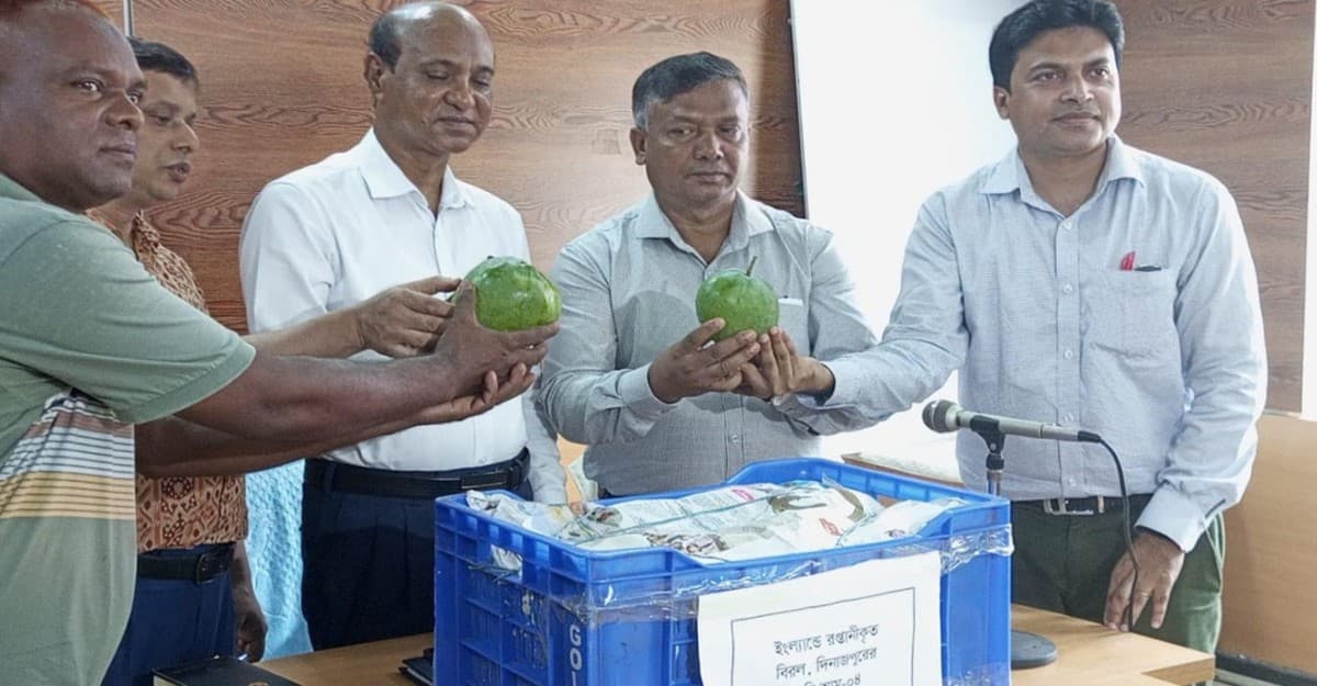 প্রথমবারের মতো দিনাজপুরের আম ইংল্যান্ডে যাচ্ছে