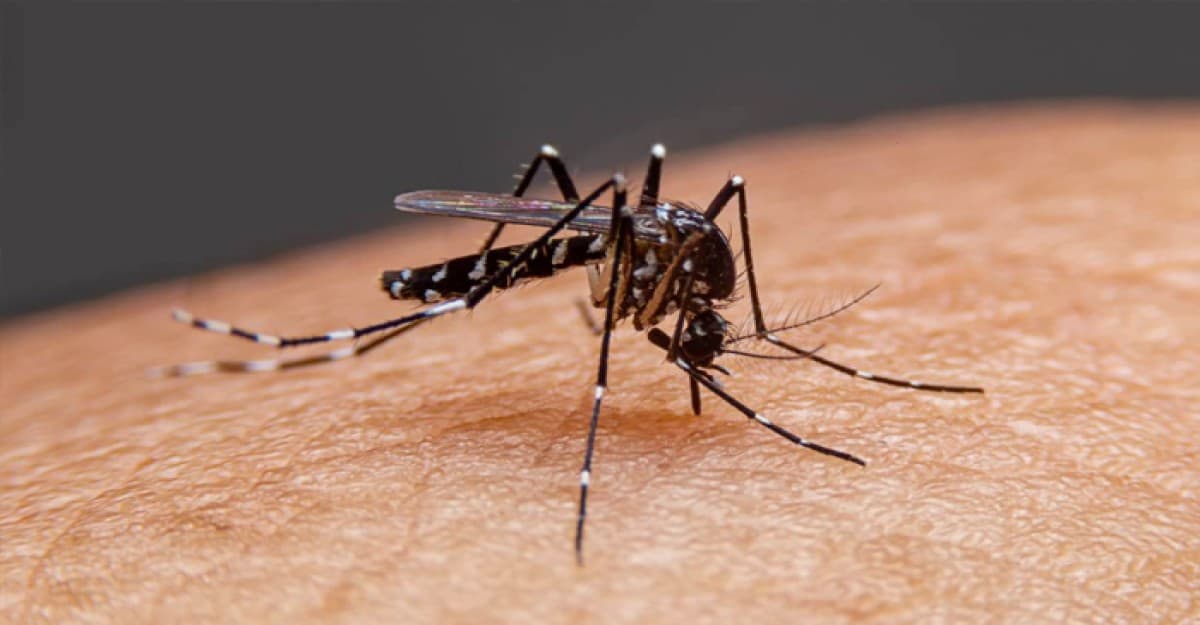 একদিনে ডেঙ্গুতে আরও ৫ জনের মৃত্যু, হাসপাতালে ভর্তি ১২৩৯