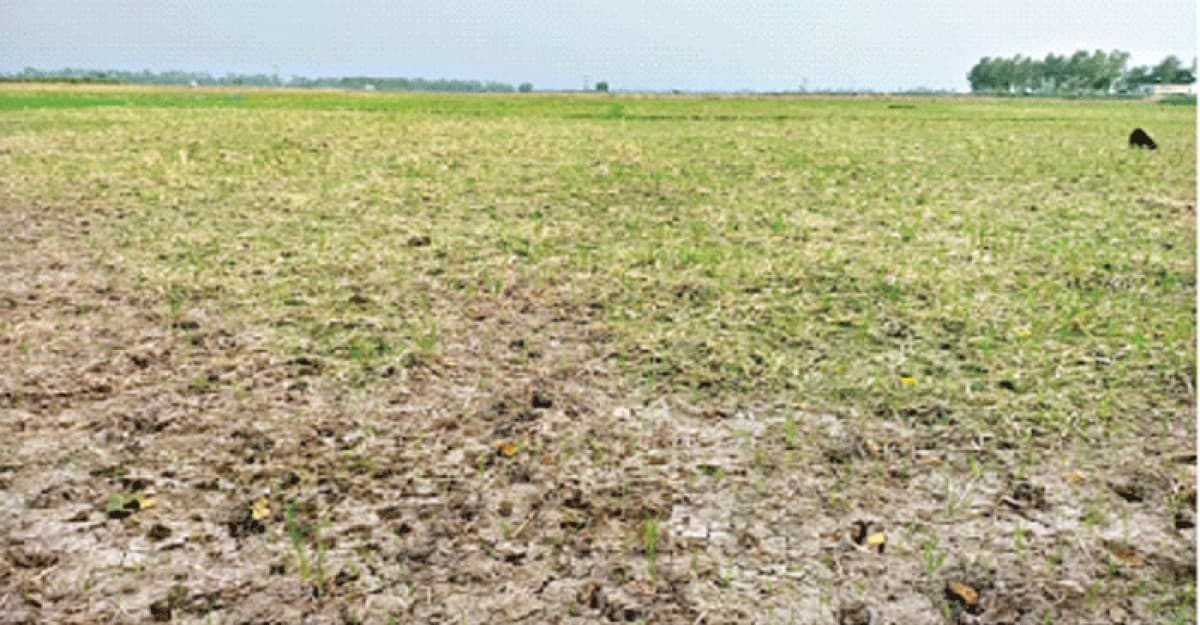 বৃষ্টির অভাবে ব্যাহত আউশের আবাদ