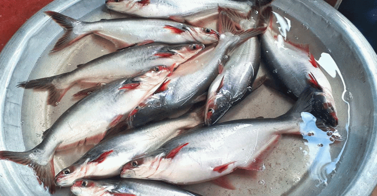 মুরগির চেয়ে দাম বেশি পাঙ্গাস মাছের!