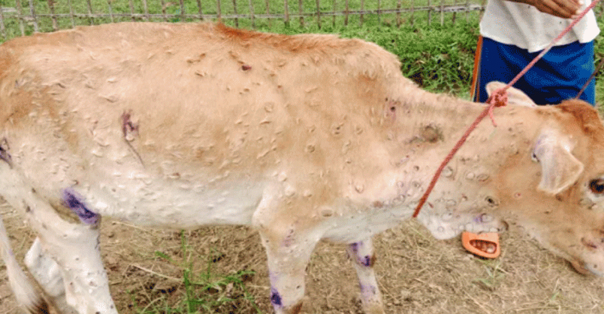 কমলগঞ্জে ল্যাম্পি স্কিন রোগে শতাধিক গরু আক্রান্ত