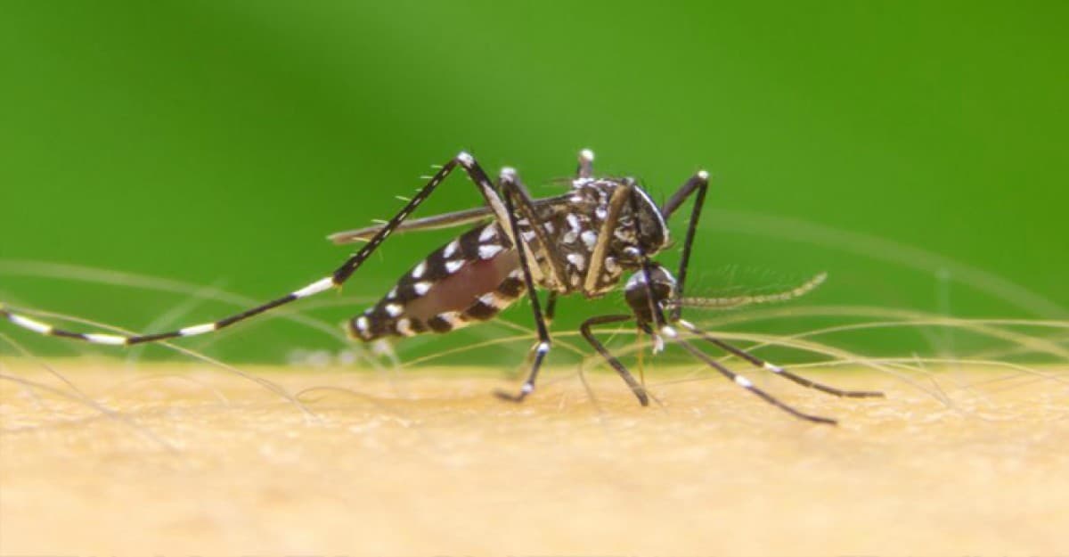 একদিনে ডেঙ্গুতে আরও ৮ জনের মৃত্যু