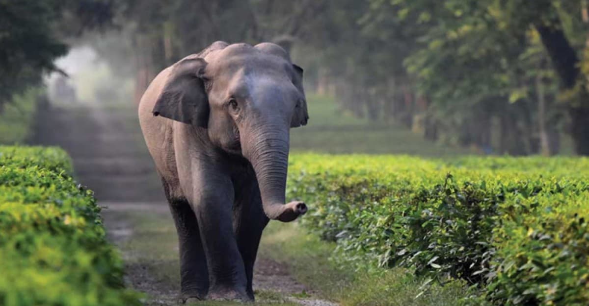 জুড়ীতে হাতির আক্রমনে মৃত্যু