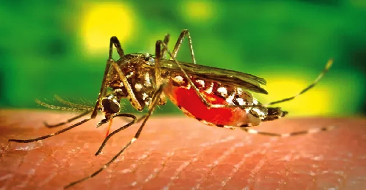 বাগেরহাটে ডেঙ্গুতে আক্রান্ত হয়ে গত ২৪ ঘন্টায় মৃত্যু  ১