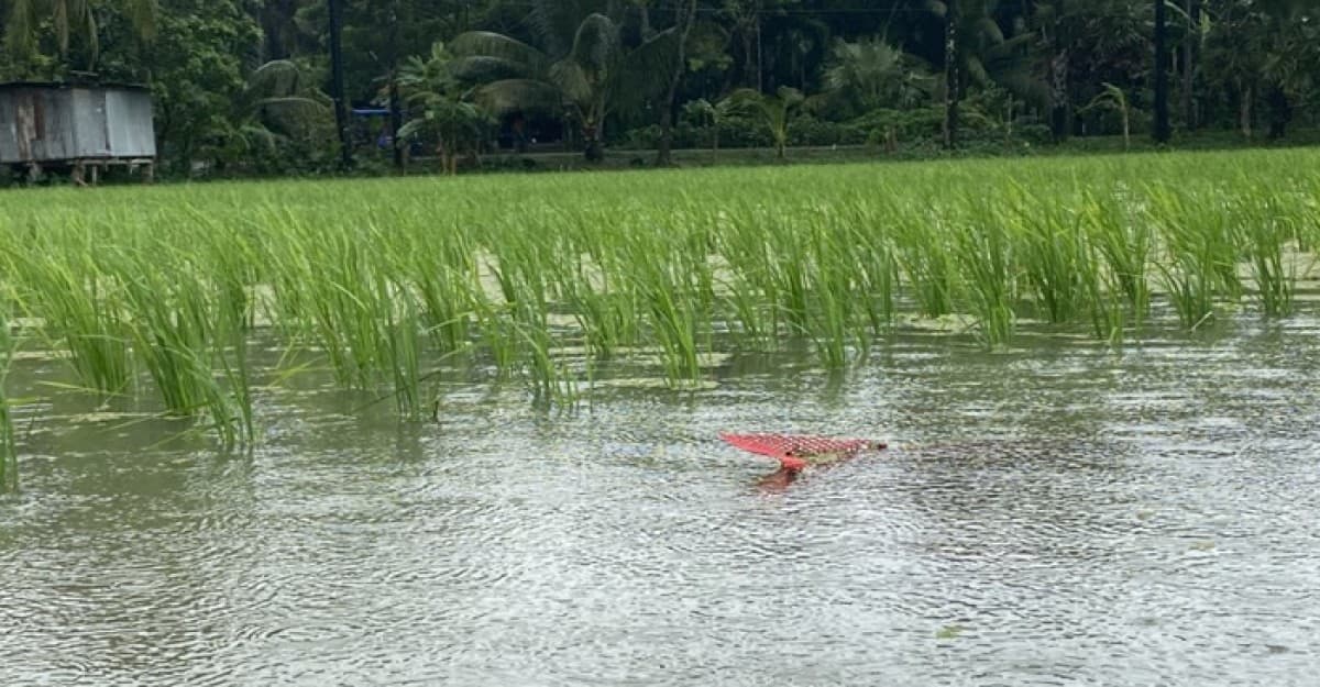 তিন দফা বন্যায় সাড়ে তিন কোটি টাকার ক্ষতি জামালপুরে