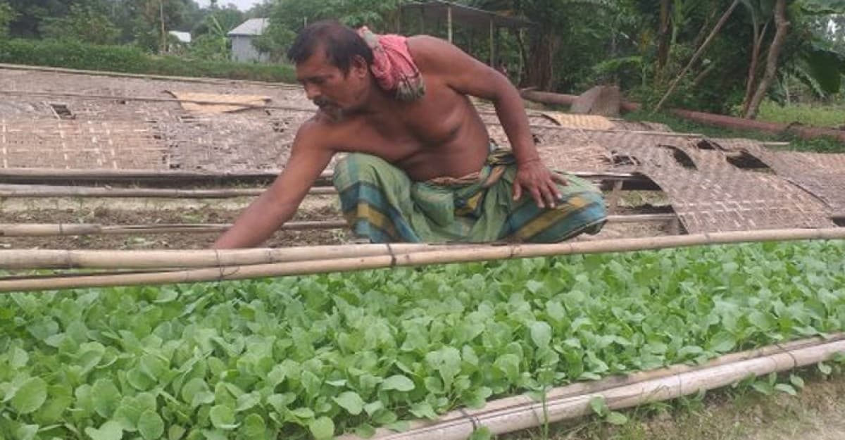 মুন্সীগঞ্জের উৎপাদিত কপি চারা বিক্রি হচ্ছে সারাদেশে