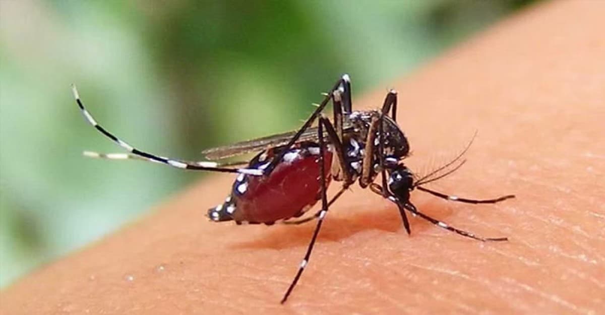 ২৪ ঘণ্টায় ডেঙ্গুতে ৭ জনের মৃত্যু