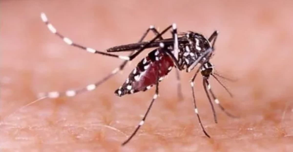 ডেঙ্গুতে আরও ২১ জনের মৃত্যু