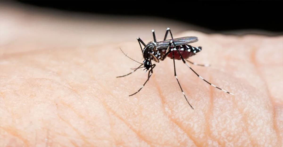 একদিনে ডেঙ্গুতে ১৫ জনের মৃত্যু, হাসপাতালে ৩১২৩