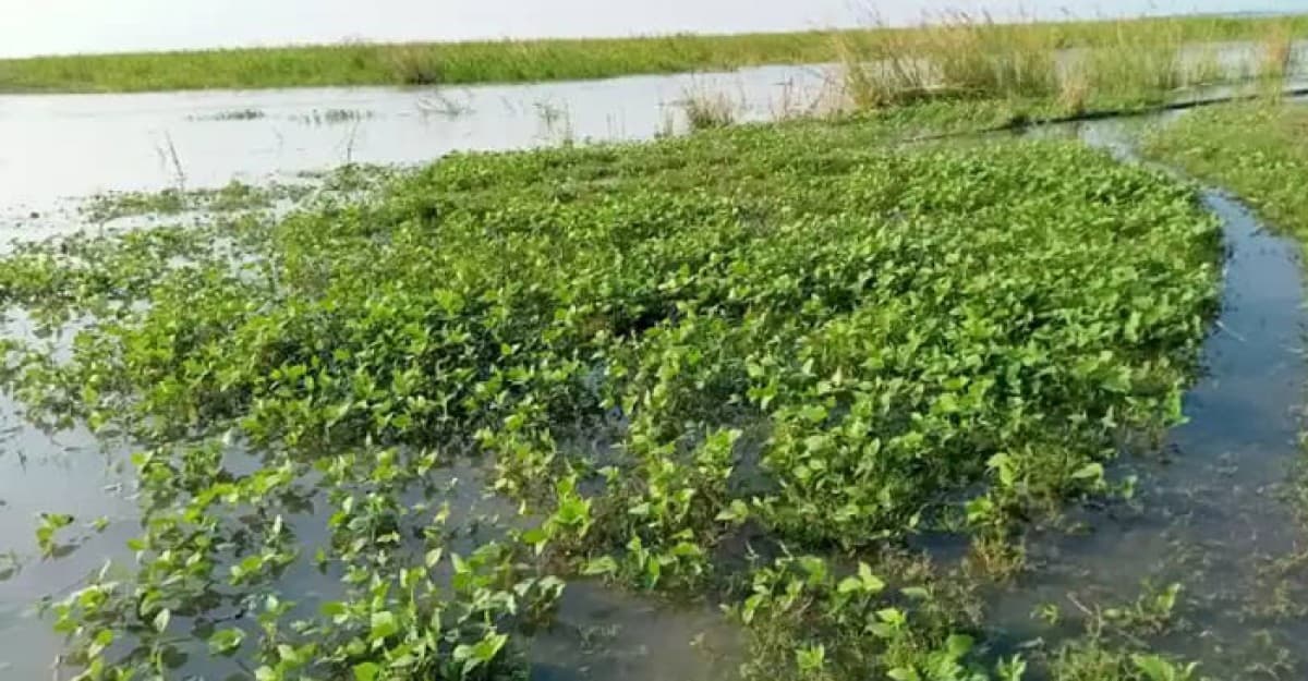 যমুনায় পানি বৃদ্ধি তলিয়ে গেছে মাষকলাই ক্ষেত