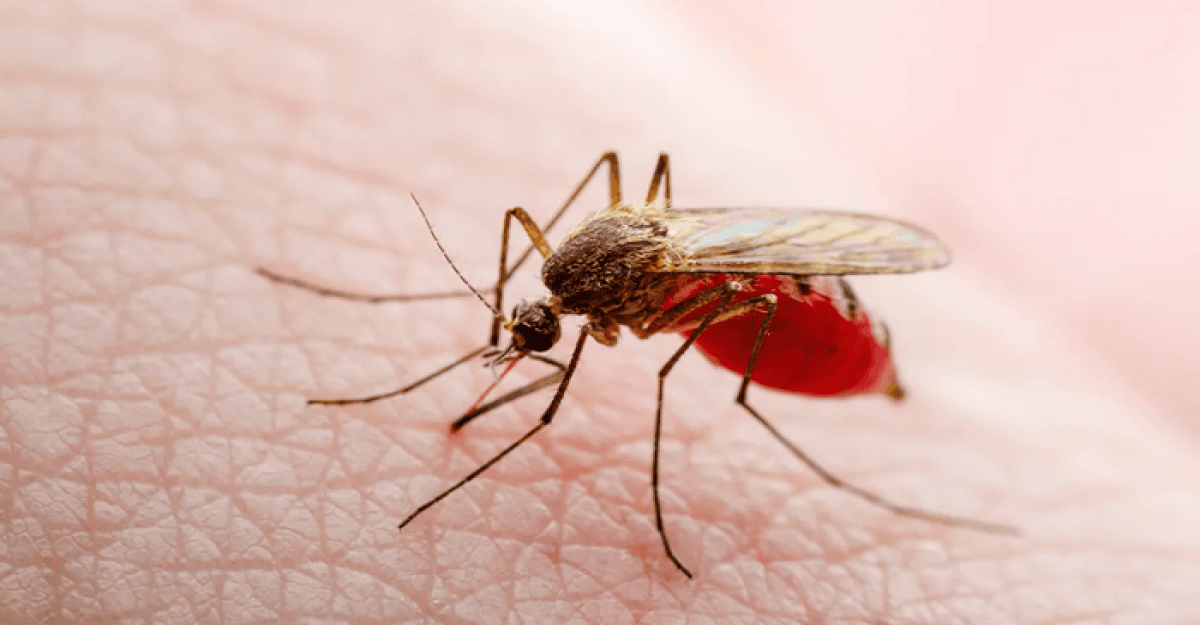 একদিনে ডেঙ্গুতে ২৪ ঘণ্টায় ১৫ জনের মৃত্যু, হাসপাতালে ভর্তি ২১৫৮