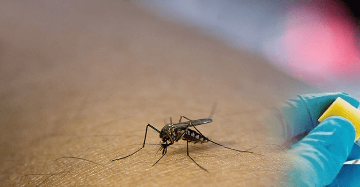 একদিনে ডেঙ্গুতে আরও ১০ জনের প্রাণহানি