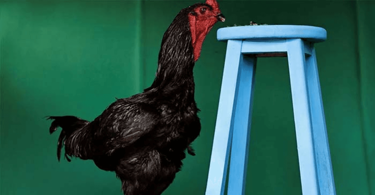 এক মোরগের দাম ৪ লাখ