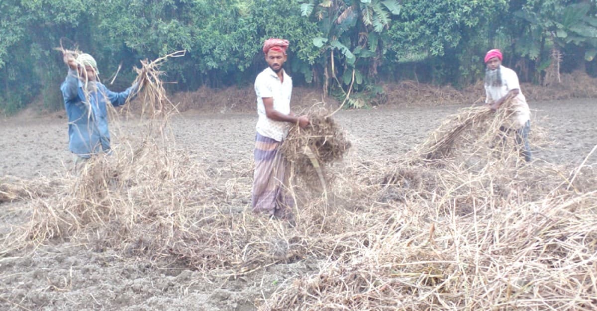 মুন্সিগঞ্জে জমিতে আলুর বীজ বপণ শুরু