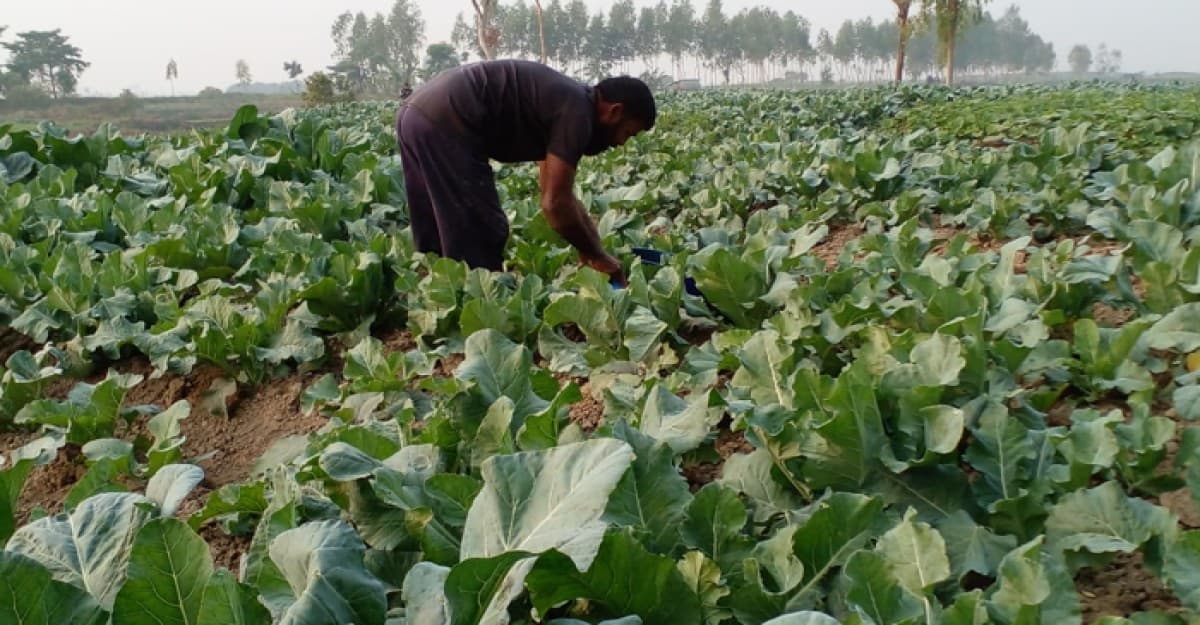 শ্রীনগরে ফুলকপি চাষে লাভের স্বপ্ন