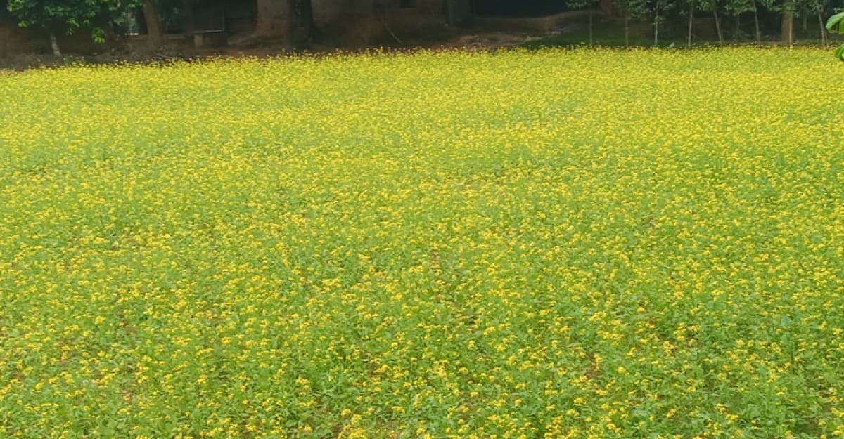 শ্রীপুরে সরিষা ফুলের ম-ম গন্ধে ভরে গেছে ফসলের মাঠ