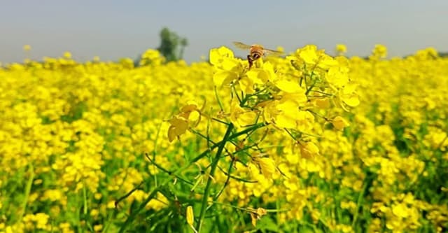 সরিষার হলুদ ফুলে ছেয়ে গেছে ফসলের মাঠ