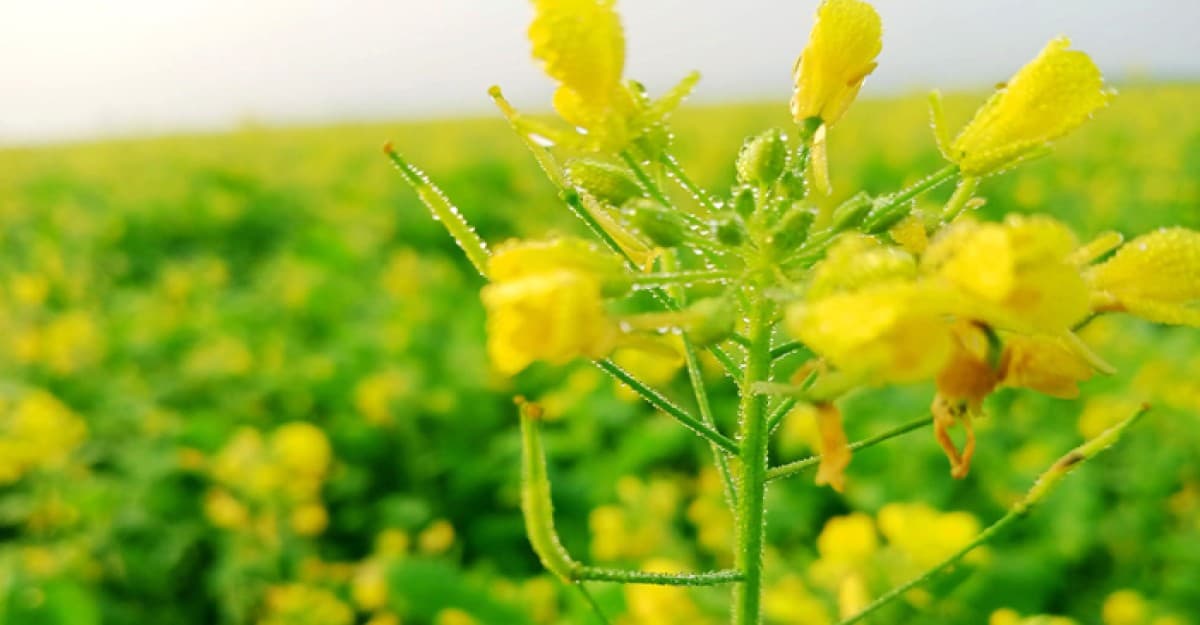 সিরাজগঞ্জে সরিষার হলুদ ফুলে ছেয়ে গেছে ফসলের মাঠ