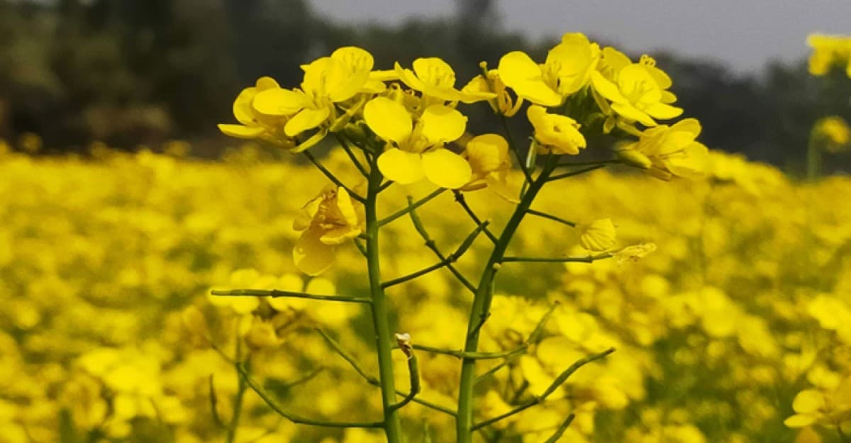 ফসলের মাঠ যেন হলুদ চাদর