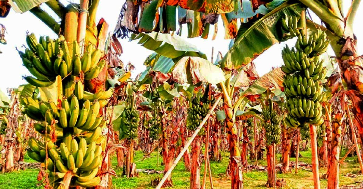 টাঙ্গাইলের ঘাটাইলে ডুবতে বসেছে কলাচাষিদের ভাগ্য