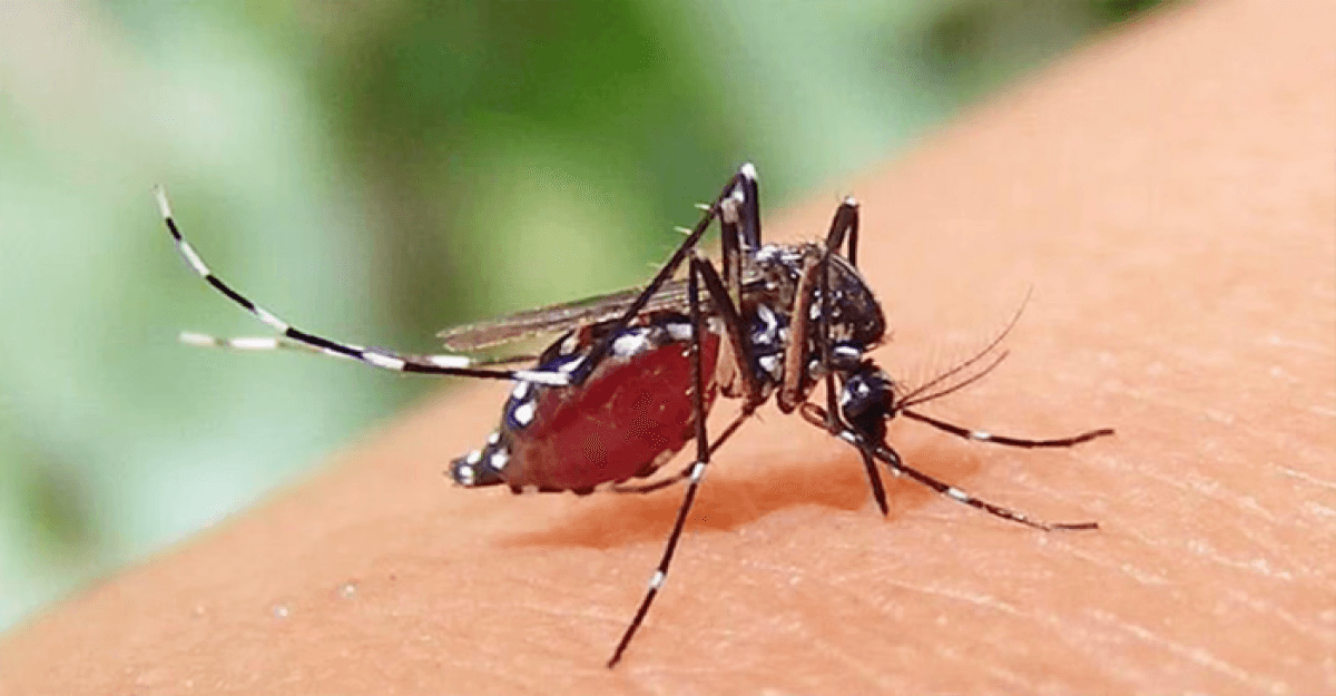 ডেঙ্গুতে আরও দুইজনের প্রাণহানি