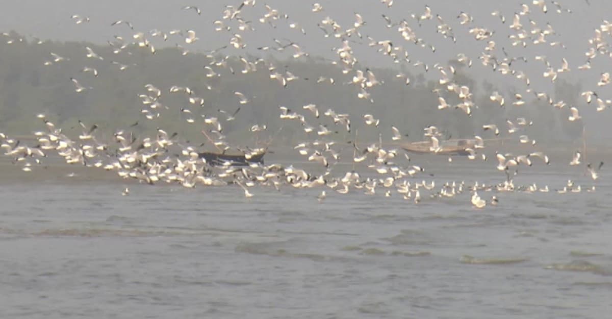 পরিযায়ী পাখিদের কলকাকলিতে মুখরিত ভোলার বিচ্ছিন্ন চরাঞ্চল