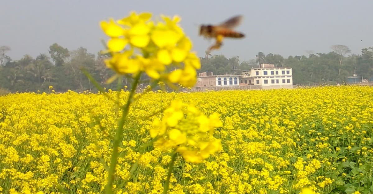 পদ্মার চর জুড়ে সরিষা ফুলের সমারোহ, বাম্পার ফলনের স্বপ্ন কৃষকের