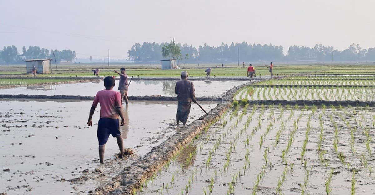 কুড়িগ্রামে তীব্র শীতে স্বস্থির রোদ, লেগেছে বোরো আবাদের ধুম