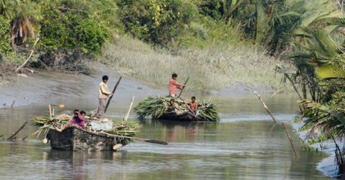 দিন দিন হ্রাস পাচ্ছে গোলপাতার চাহিদা