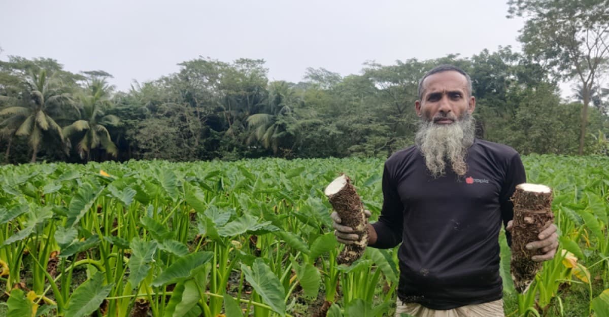 কচু চাষ করে বেশি আয় করার চ্যালেঞ্জ মাসুমের