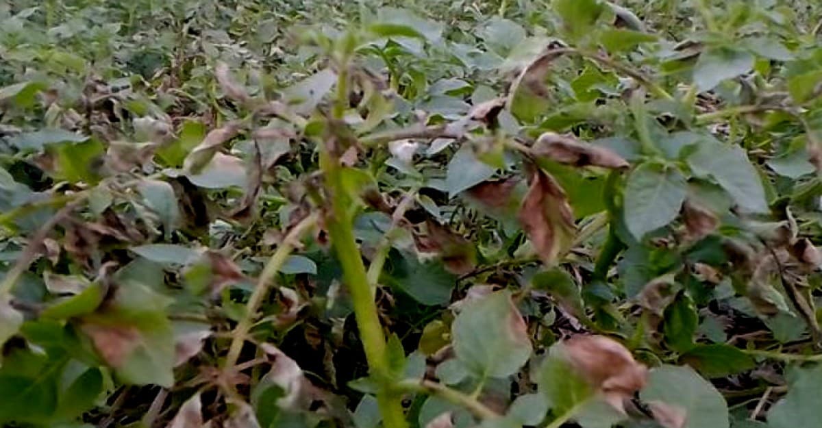 আলু গাছে পচন, বিপাকে চাষীরা
