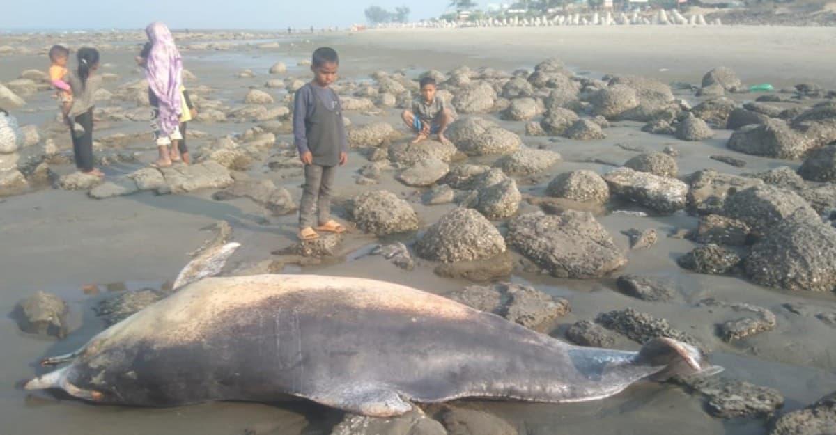 সমুদ্রে বিপন্ন প্রাণীর মৃত্যু বাড়ছে