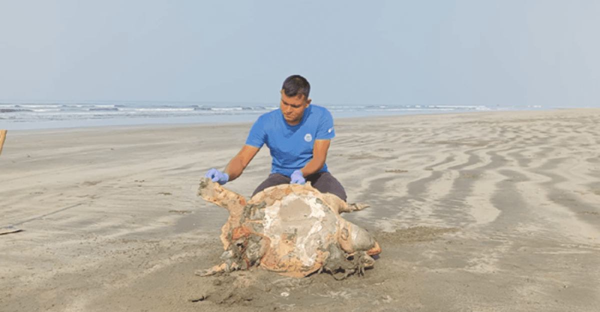 সৈকতে আরও ২টি মৃত ‘মা কচ্ছপ’; পেটে ১৮৫ ডিম