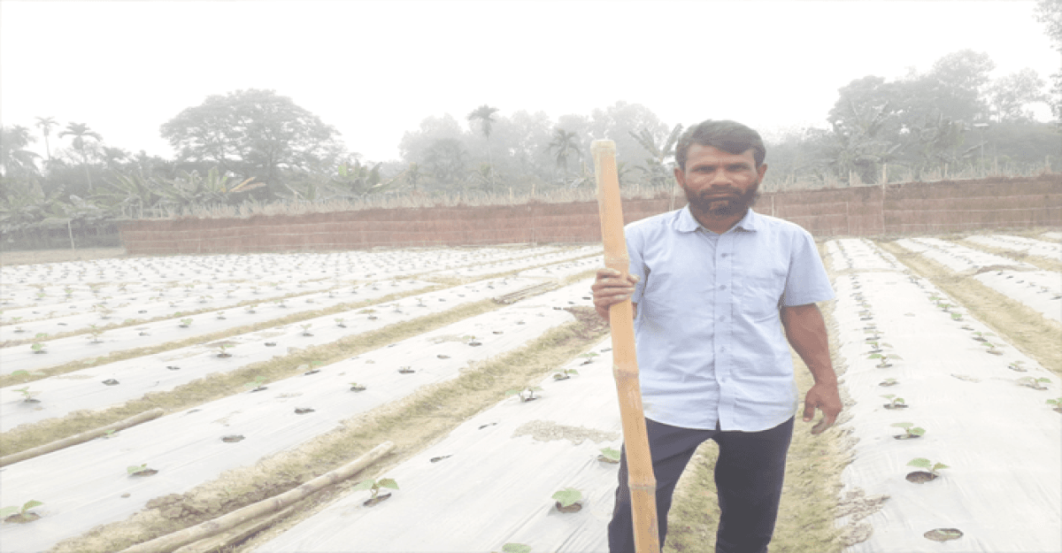 পলাশবাড়ীতে পলি মালচিং পদ্ধতিতে শসা চাষ