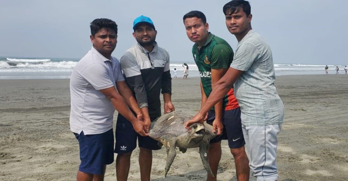 সৈকতে মৃত ‘মা কচ্ছপের’ মিছিল, একদিনে মিলেছে ১৭ টি