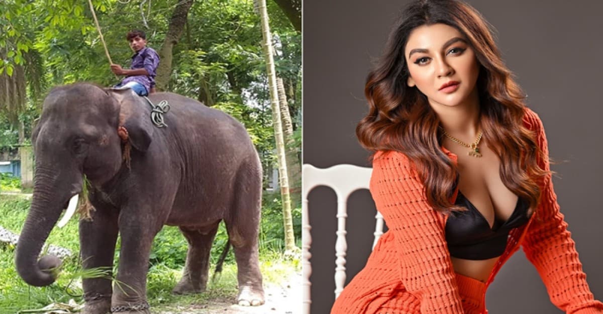 জয়ার রিটে বন্ধ হলো বন্যপ্রাণী হাতি নির্যাতন