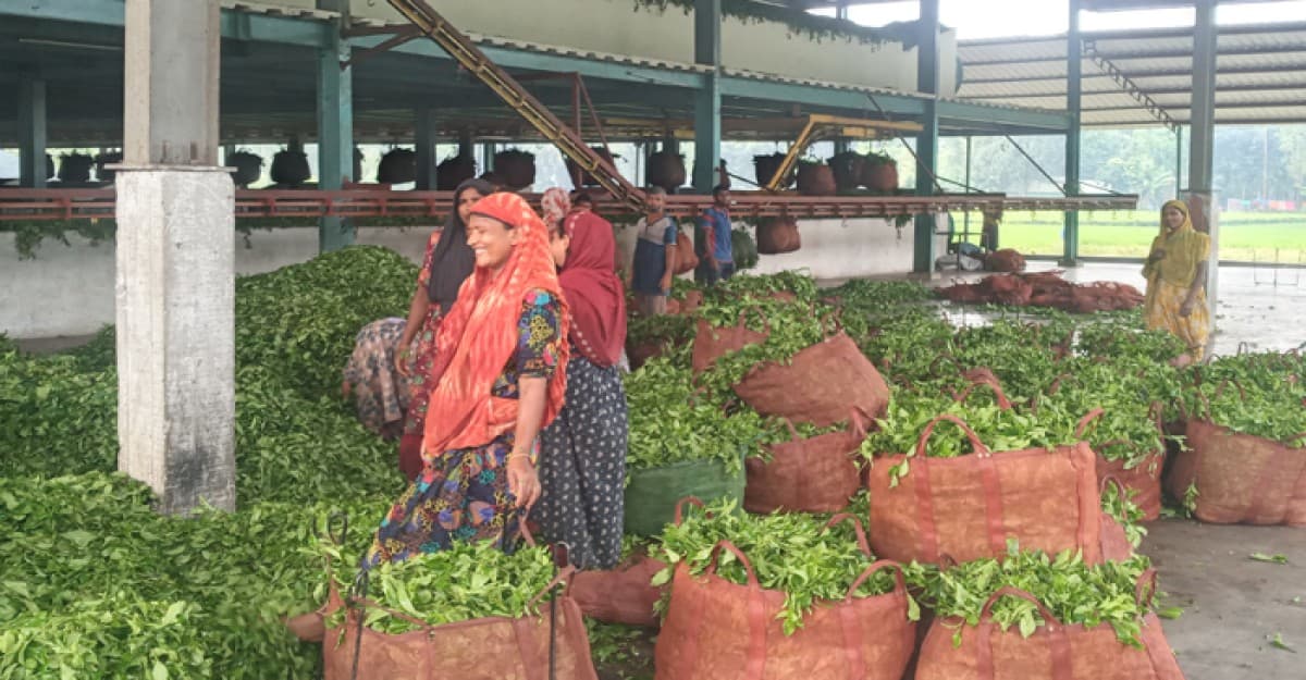 সরব হচ্ছে পঞ্চগড়ের চা কারখানা