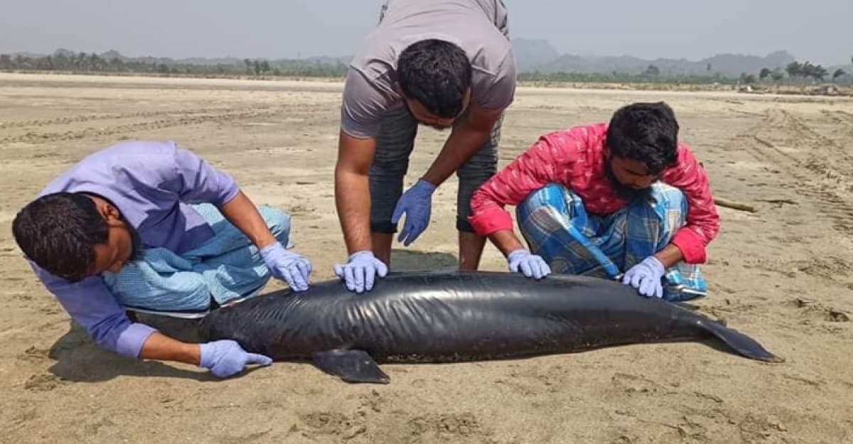 এবার কক্সবাজারে মৃত মা কচ্ছপের সাথে ভেসে এলো পরপইস