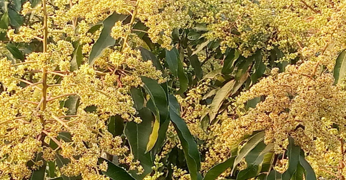 সোনালী হলুদ রঙের মুকুলে ভরে গেছে আমের বাগান