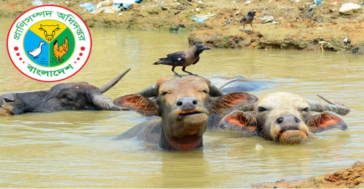 তাপ প্রবাহে প্রাণিসম্পদ ব্যবস্থাপনায় করণীয়