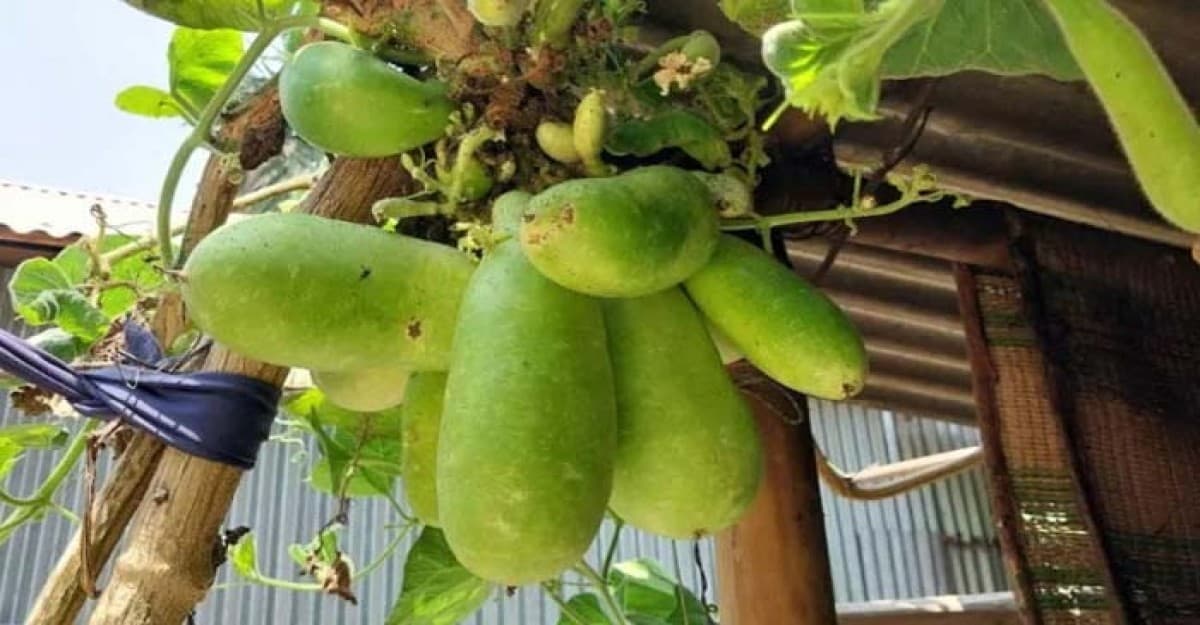 এক ডগায় ১৮ লাউ, দেখতে উৎসুক জনতার ভিড়