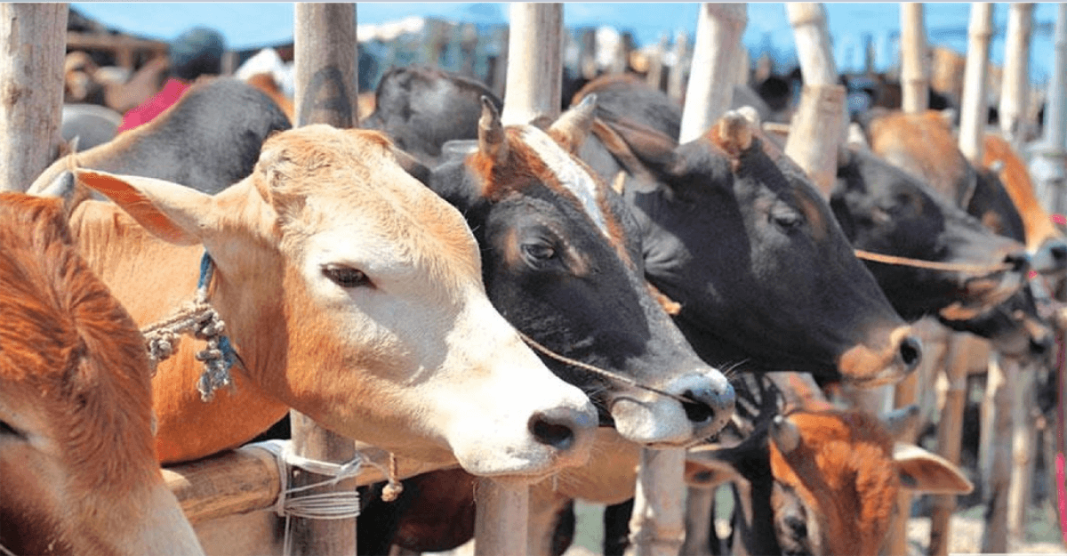 রাজধানীর যেসব স্থানে কোরবানির পশুর হাট বসবে