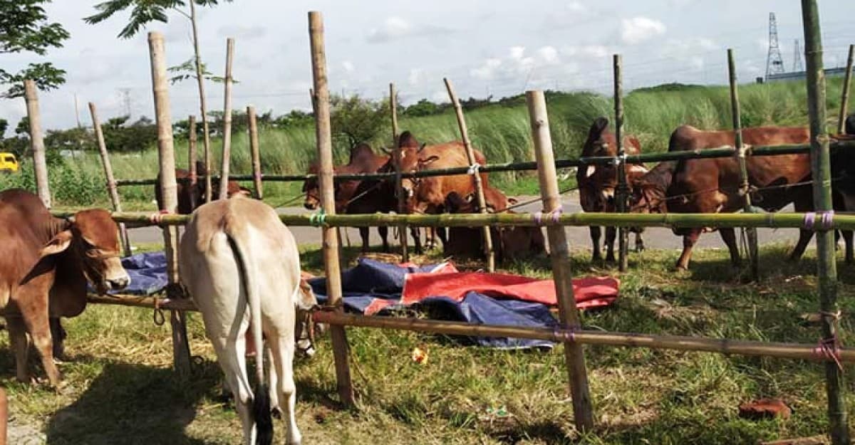 আফতাবনগরে গরুর হাট বসানো যাবে না: হাইকোর্ট