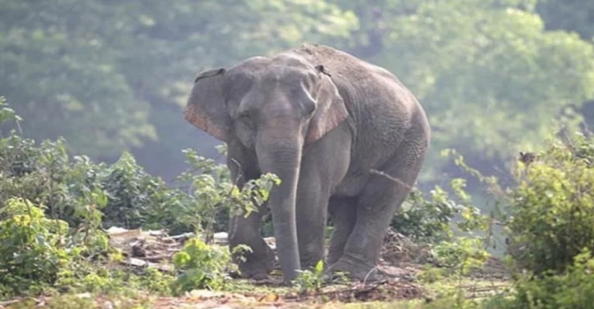 মালয়েশিয়ায় বন্যহাতির আক্রমণে বাংলাদেশির মৃত্যু
