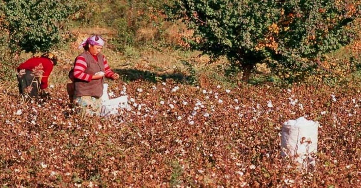 উইঘুর মুসলিম সম্প্রদায়ে নিপীড়ন, মার্কিন নিষেধাজ্ঞার কবলে ২৬ চীনা কোম্পানি