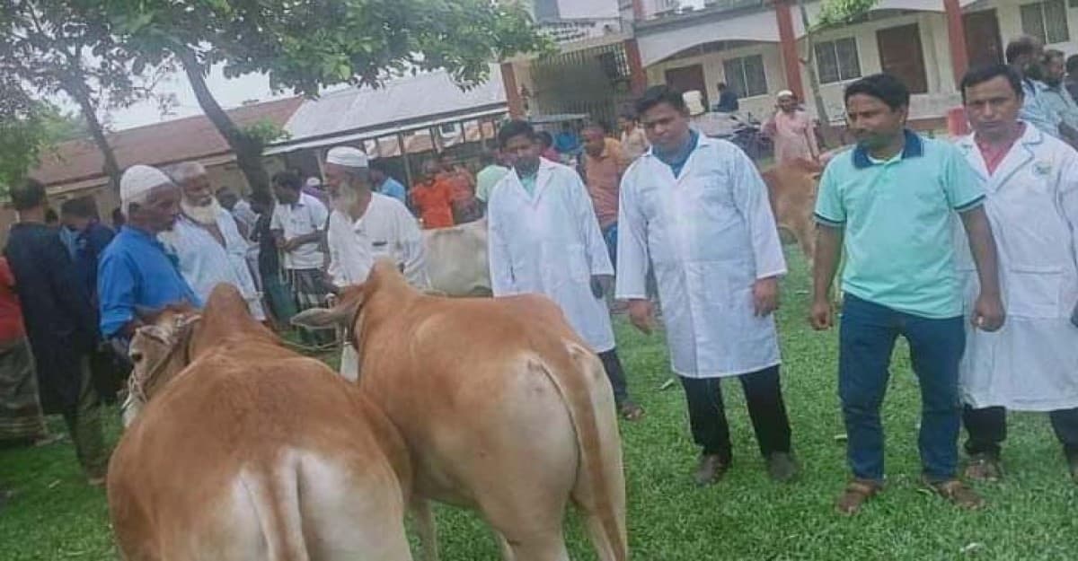 অধ্যক্ষের অনুমতিতে স্কুল এন্ড কলেজ মাঠে পশুর হাট