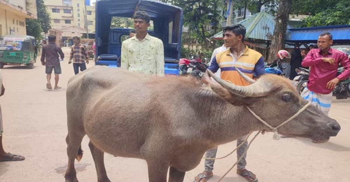 পুলিশের তৎপরতায় চোরাই মহিষ উদ্ধার, থানায় বসে আপোষ-মিমাংসা