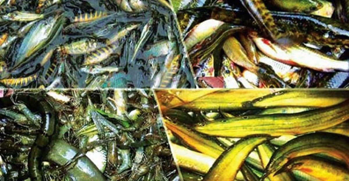 চলনবিলের নদীতে চায়না জালে অবাধে মাছ নিধন