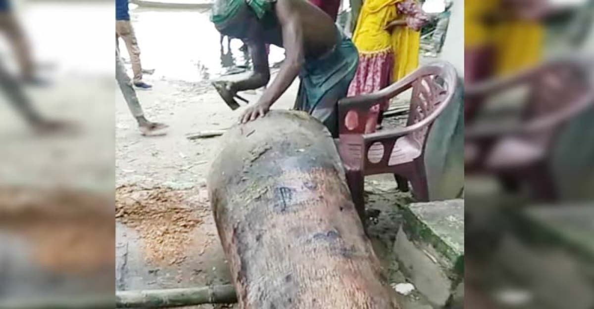 কোটচাঁদপুরে হারিয়ে যাওয়া ঐতিহ্যবাহী তালের ডোঙ্গা বানাতে ব্যস্ত কারিগর