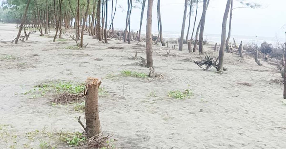 ঝাউবন কেটে উজাড় উপকূল